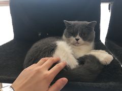 -我爱猫咪·猫咖·狗咖·安哥拉兔·羊驼咖(小寨华旗店)