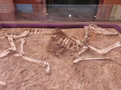 -陕西自然博物馆