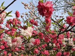 -蜀冈西峰生态公园