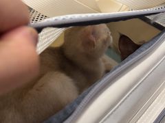 -谐和益家动物医院·免疫绝育·血液透析·宠保定点医院(高新伊藤分院)