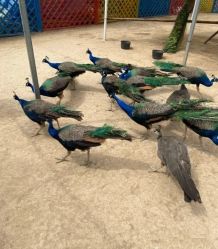 -萌宠亲子动物乐园(槐房万达店)