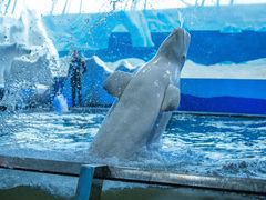 -秦皇岛乐岛海洋王国