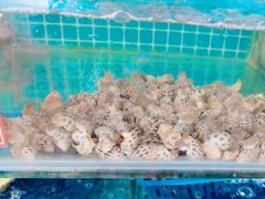 -阿弟特色海鲜餐厅·大排档(平潭店)