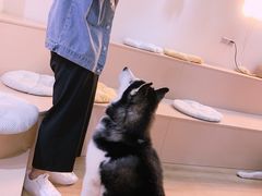 -Husky Go! 哈士奇体验馆·宠物咖啡厅狗咖