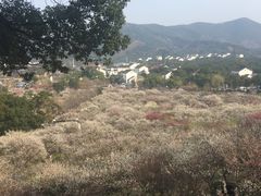 -香雪海