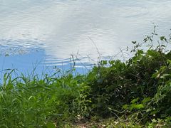 -洋湖国家湿地公园