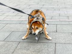 -唐岛湾公园