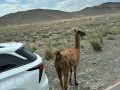 -新疆天山野生动物园