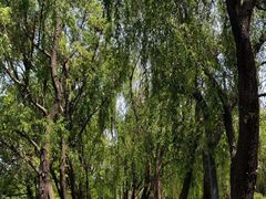 -洋湖国家湿地公园