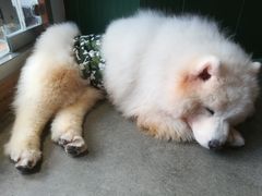 -more than meow吴止猫主题餐厅(承德 中船汇店)