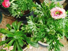 -双季花艺园艺市场(浦东店)