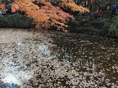 -秋霞圃