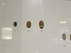 -青岛贝壳博物馆
