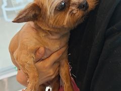 -帕帕拉兹宠物(亚洲旗舰店)