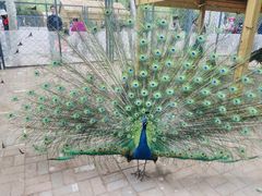 -长白岛森林公园