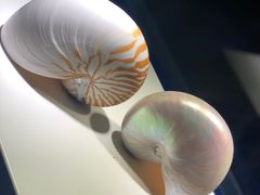 -贝壳王国博物馆