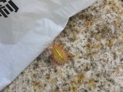 -火炉山森林公园
