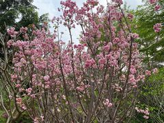 -天适樱花悠乐园