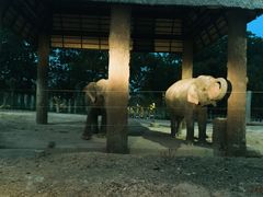 -清迈夜间动物园