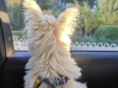 -瑞派宠物医院·犬猫全科·猫友好(宾水西道店)