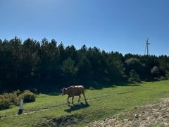 -塞罕坝国家级自然保护区