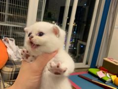 -重庆市奥林匹克体育中心-游泳跳水馆