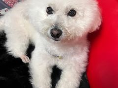 -PETKIT 小佩宠物·低压洗护·美容·寄养(安远店)