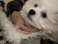 -佑安动物医院·全科·内窥镜中心(幸福巷店)