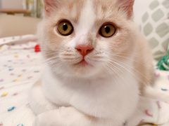 -东方名猫馆·英短金渐层布偶猫舍(环线广场1号楼店)