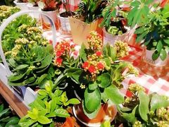 -盒马鲜生(大成店)