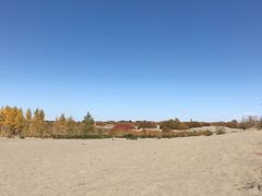 -金塔沙漠胡杨林景区