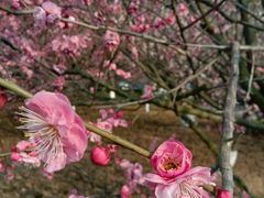 -辛亥革命博物院北区