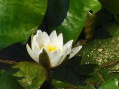 -石家庄市植物园