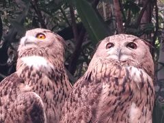 -广州长隆野生动物世界