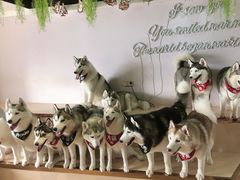 -Husky Go! 哈士奇体验馆·宠物咖啡厅狗咖