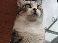 -MOCHA明星猫咖(田子坊店)