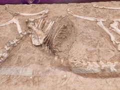 -陕西自然博物馆