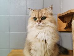 -豆逗聊愈猫阁Easy Life