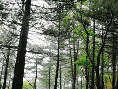 -六里坪国家森林公园