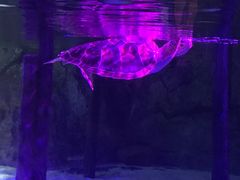 -暹罗海洋世界