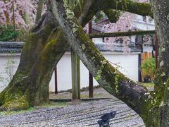 -醍醐寺