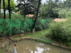 -西霞口神雕山野生动物世界