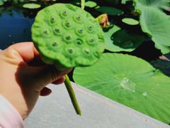 -白洋淀风景区
