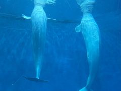 -芜湖新华联大白鲸海洋公园