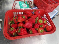 -大自然农场蔬菜草莓采摘园