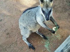 -费瑟代尔野生动物园