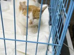 -爱侣宠医·鹦鹉专科·小型哺乳类·异宠专科(灵石路店)