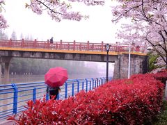 -高东镇樱花园