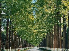 -黄海国家森林公园