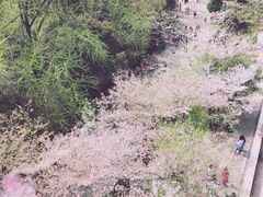 -武汉大学-樱园